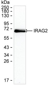 IRAG2